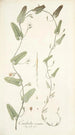 Convolvulus crenatus - Nikolaus Joseph Freiherr von Jacquin — vista dell’opera
