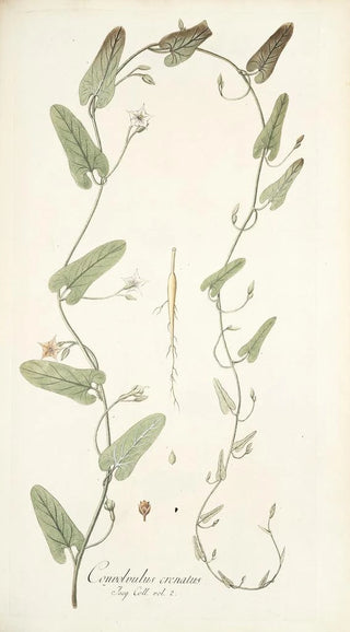 Nikolaus Joseph Freiherr von Jacquin - Convolvulus crenatus.webp
