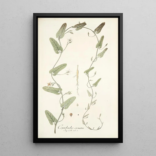 Nikolaus Joseph Freiherr von Jacquin - Convolvulus crenatus.webp