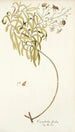 Convolvulus floridus - Nikolaus Joseph Freiherr von Jacquin | Reproduction — vista dell’opera