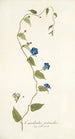 Convolvulus pentanthus - Nikolaus Joseph Freiherr von Jacquin — vista dell’opera