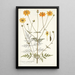 Coreopsis artemisiaefolia - Nikolaus Joseph Freiherr von Jacquin — quadro incorniciato alla parete