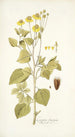 Coreopsis limensis - Nikolaus Joseph Freiherr von Jacquin — vista dell’opera