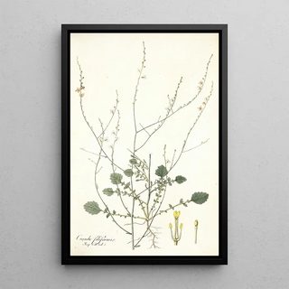 Nikolaus Joseph Freiherr von Jacquin - Crambe filiformis.webp