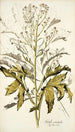 Crambe orientalis - Nikolaus Joseph Freiherr von Jacquin — vista dell’opera
