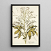 Crambe orientalis - Nikolaus Joseph Freiherr von Jacquin — quadro incorniciato alla parete