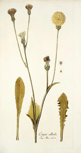 Nikolaus Joseph Freiherr von Jacquin - Crepis albida.webp