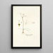 Crinum tenellum - Nikolaus Joseph Freiherr von Jacquin — quadro incorniciato alla parete