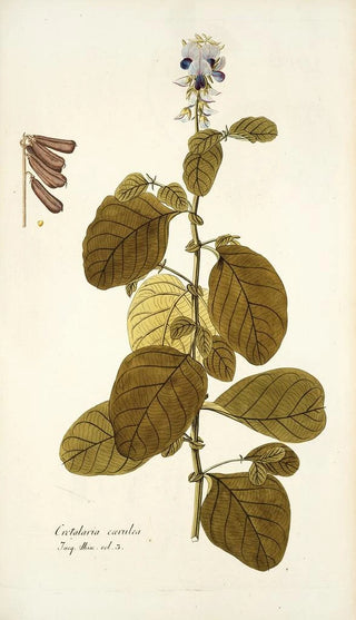 Nikolaus Joseph Freiherr von Jacquin - Crotalaria coerulea.webp