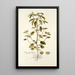 Croton glandulosum - Nikolaus Joseph Freiherr von Jacquin — quadro incorniciato alla parete