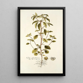 Nikolaus Joseph Freiherr von Jacquin - Croton glandulosum.webp