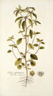 Croton glandulosum - Nikolaus Joseph Freiherr von Jacquin — vista dell’opera