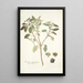 Croton punctatum - Nikolaus Joseph Freiherr von Jacquin — quadro incorniciato alla parete