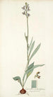 Cyanella orchidiformis - Nikolaus Joseph Freiherr von Jacquin — vista dell’opera