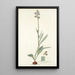 Cyanella orchidiformis - Nikolaus Joseph Freiherr von Jacquin — quadro incorniciato alla parete