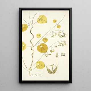 Nikolaus Joseph Freiherr von Jacquin - Cynanchum extensum.webp