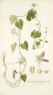 Cynanchum monspeliacum - Nikolaus Joseph Freiherr von Jacquin | Reproduction — vista dell’opera