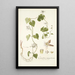 Cynanchum monspeliacum - Nikolaus Joseph Freiherr von Jacquin | Reproduction — quadro incorniciato alla parete