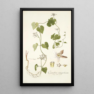 Nikolaus Joseph Freiherr von Jacquin - Cynanchum monspeliacum.webp