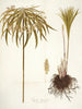 Cyperus alternifolius - Nikolaus Joseph Freiherr von Jacquin — vista dell’opera