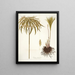 Cyperus alternifolius - Nikolaus Joseph Freiherr von Jacquin — quadro incorniciato alla parete