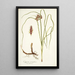 Cyperus tenuiflorus - Nikolaus Joseph Freiherr von Jacquin — quadro incorniciato alla parete
