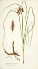 Cyperus tenuiflorus - Nikolaus Joseph Freiherr von Jacquin — vista dell’opera