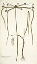 Cyperus viscosus - Nikolaus Joseph Freiherr von Jacquin — vista dell’opera