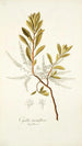 Cyrilla racemiflora - Nikolaus Joseph Freiherr von Jacquin — vista dell’opera
