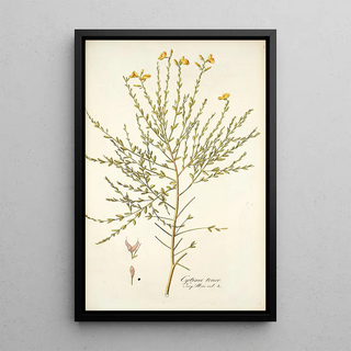 Nikolaus Joseph Freiherr von Jacquin - Cytisus tener.webp