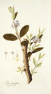 Dais laurifolia - Nikolaus Joseph Freiherr von Jacquin — vista dell’opera