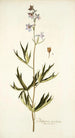 Delphinium urceolatum - Nikolaus Joseph Freiherr von Jacquin — vista dell’opera