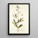 Delphinium urceolatum - Nikolaus Joseph Freiherr von Jacquin — quadro incorniciato alla parete