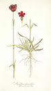 Dianthus atrorubens - Nikolaus Joseph Freiherr von Jacquin — vista dell’opera