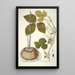 Dioscorea triphylla - Nikolaus Joseph Freiherr von Jacquin — quadro incorniciato alla parete