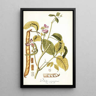 Nikolaus Joseph Freiherr von Jacquin - Dolichos acinaciformis.webp