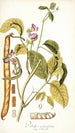 Dolichos acinaciformis - Nikolaus Joseph Freiherr von Jacquin — vista dell’opera