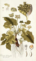 Dorstenia contrajerva - Nikolaus Joseph Freiherr von Jacquin — vista dell’opera