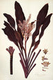 Dracaena terminalis - Nikolaus Joseph Freiherr von Jacquin — vista dell’opera