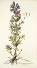 Dracocephalum austriacum - Nikolaus Joseph Freiherr von Jacquin — vista dell’opera