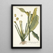 Dracontium lanceaefolium - Nikolaus Joseph Freiherr von Jacquin — quadro incorniciato alla parete