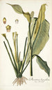 Dracontium lanceaefolium - Nikolaus Joseph Freiherr von Jacquin — vista dell’opera