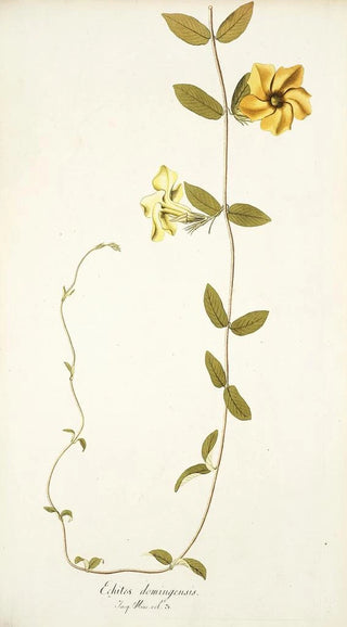 Nikolaus Joseph Freiherr von Jacquin - Echites domingensis.webp