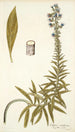 Echium candicans - Nikolaus Joseph Freiherr von Jacquin — vista dell’opera