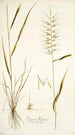 Elymus hystrix - Nikolaus Joseph Freiherr von Jacquin — vista dell’opera