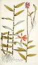 Epidendrum elongatum - Nikolaus Joseph Freiherr von Jacquin — vista dell’opera