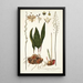 Eriospermum lanceaefolium - Nikolaus Joseph Freiherr von Jacquin — quadro incorniciato alla parete