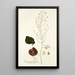 Eriospermum latifolium - Nikolaus Joseph Freiherr von Jacquin — quadro incorniciato alla parete