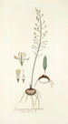 Eriospermum parvifolium - Nikolaus Joseph Freiherr von Jacquin — vista dell’opera