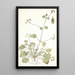 Erodium ribifolium - Nikolaus Joseph Freiherr von Jacquin — quadro incorniciato alla parete